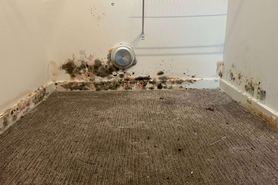 Visible growth along lower interior walls above carpet